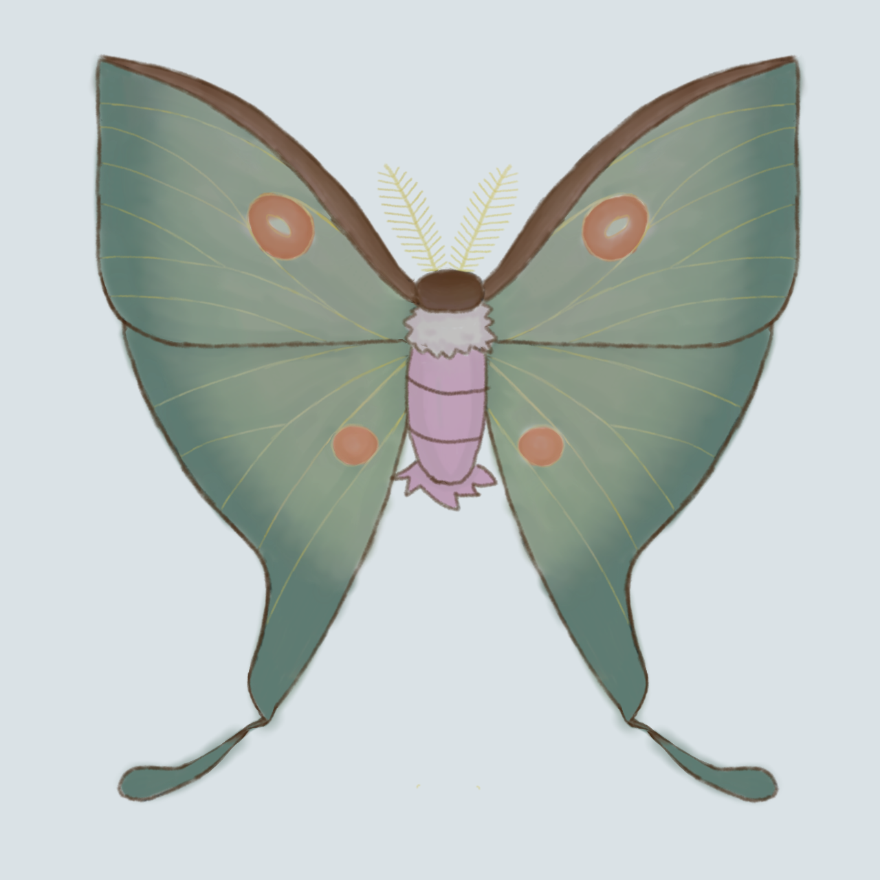 An illustration of the Pokemon Dustox, drawn in a slightly more realistic style which resembles a Japanese Lunar Moth.